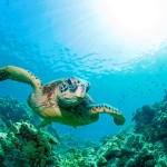 sea turtle sunburst
