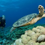 scuba diver with sea Turtle