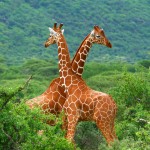 Fight of two giraffes